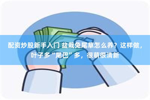 配资炒股新手入门 盆栽兔尾草怎么养？这样做，叶子多“尾巴”多，很萌很清新